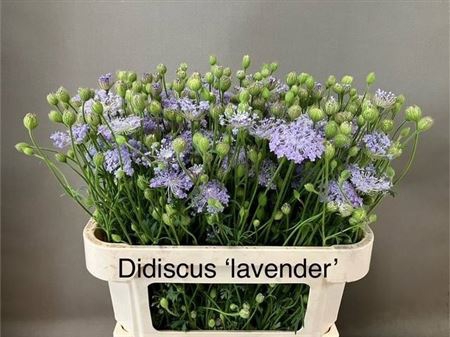 Didiscus Blauw