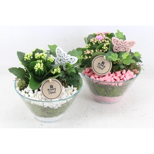 arr2 PL - Glas schaaltje x3 - roze/wit v2