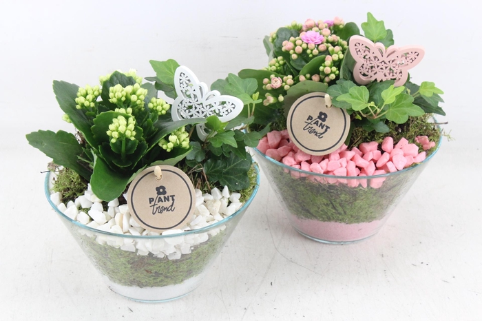 <h4>arr2 PL - Glas schaaltje x3 - roze/wit v2</h4>