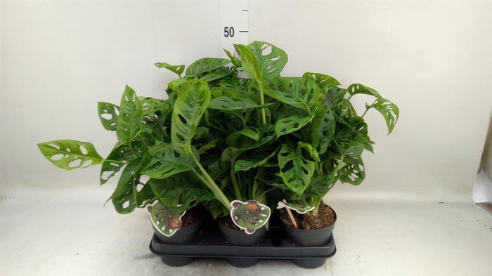 <h4>Monstera obliqua 'Leichtlinii'</h4>