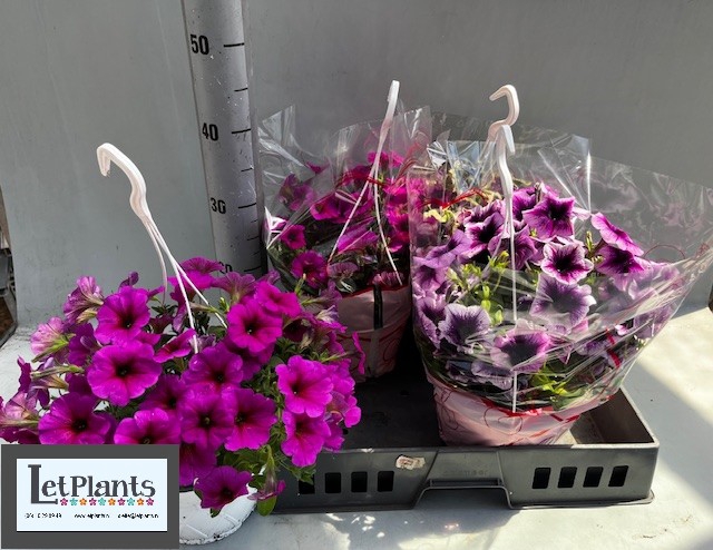 <h4>HANGING BASKETS</h4>