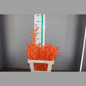 ORANJE VEREN OP STOK