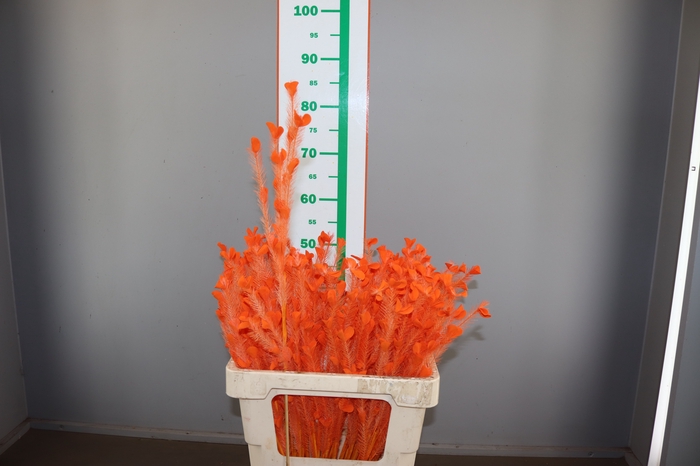 <h4>ORANJE VEREN OP STOK</h4>