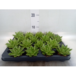 Echeveria  'Miranda'