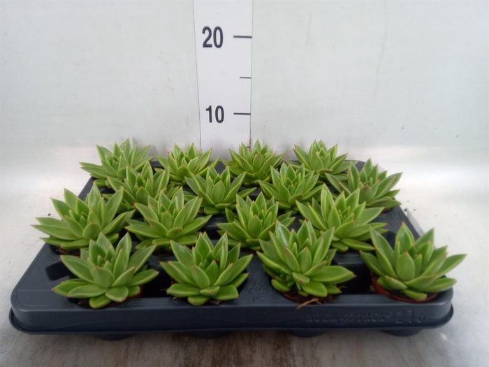 <h4>Echeveria  'Miranda'</h4>