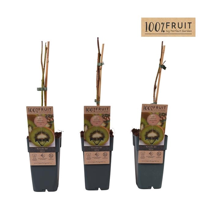 <h4>Actinidia deliciosa 'Jenny' P15</h4>