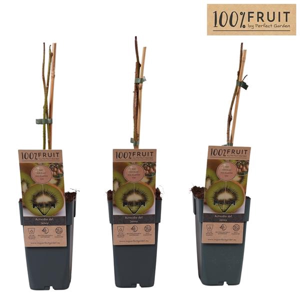 <h4>Actinidia Deliciosa Jenny</h4>