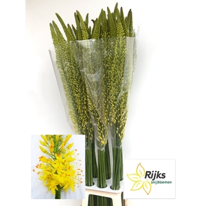 EREMURUS TAP DANCE