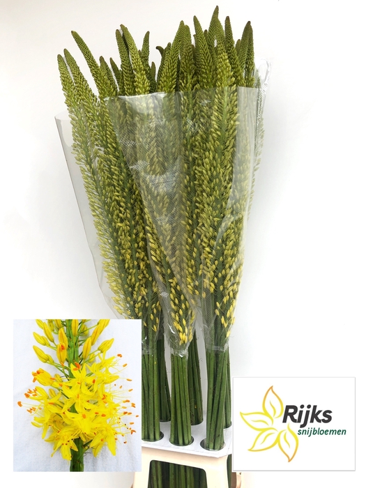 <h4>EREMURUS TAP DANCE</h4>