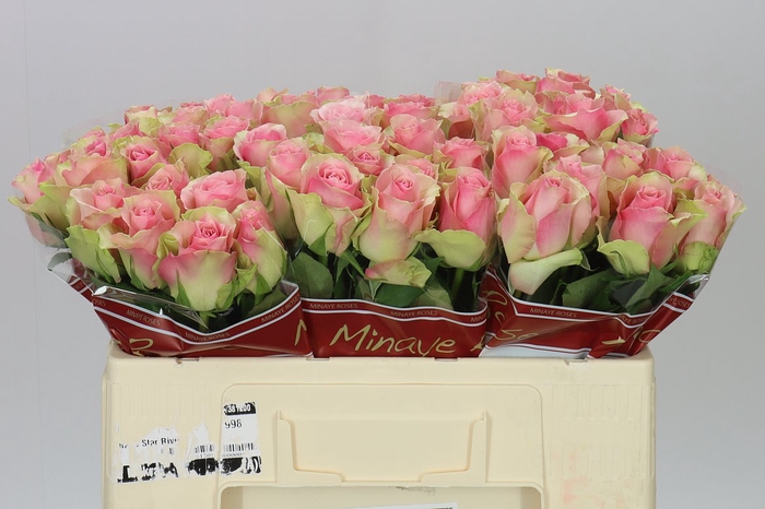 <h4>Rosa Gr Belle Rose</h4>