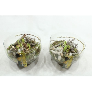 NA52 XL HENDRIK TETE