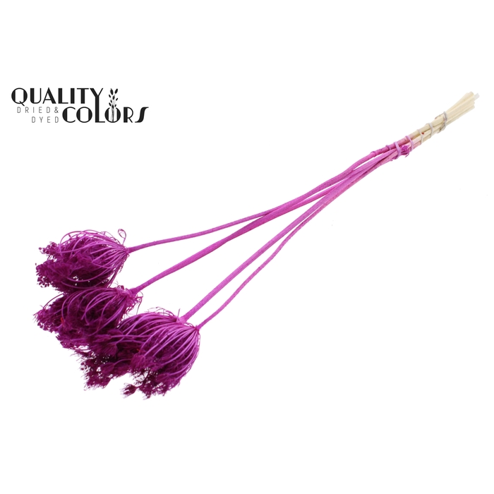 <h4>Ammi Majus 4-6cm 5pc/bunch Bleached Lilac</h4>