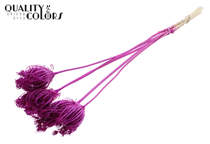 <h4>Ammi Majus 4-6cm 5pc/bunch Bleached Lilac</h4>