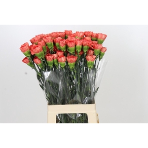 Dianthus St Arno