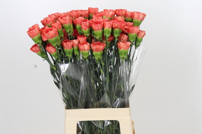 <h4>Dianthus St Arno</h4>