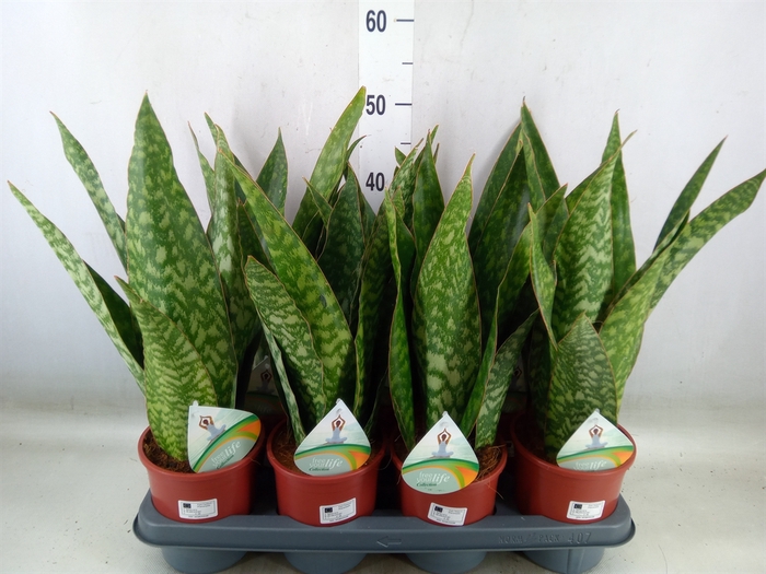 <h4>Sansevieria   ...</h4>