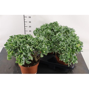 Crassula Arbo. Curly 17 Cm. Pot