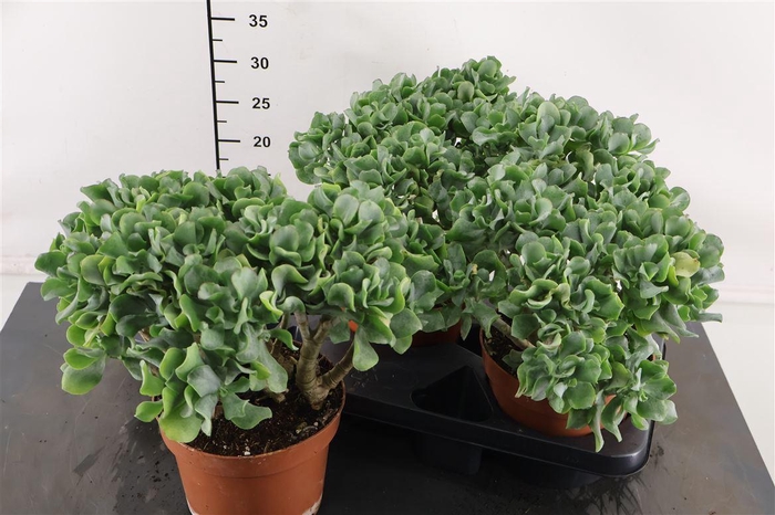 <h4>Crassula Arbo. Curly 17 Cm. Pot</h4>