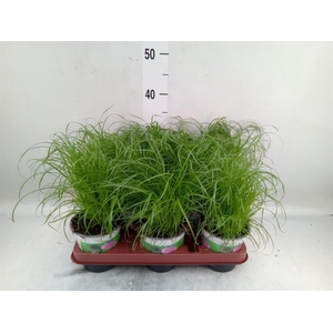 Cyperus alternifolius 'Zumula'