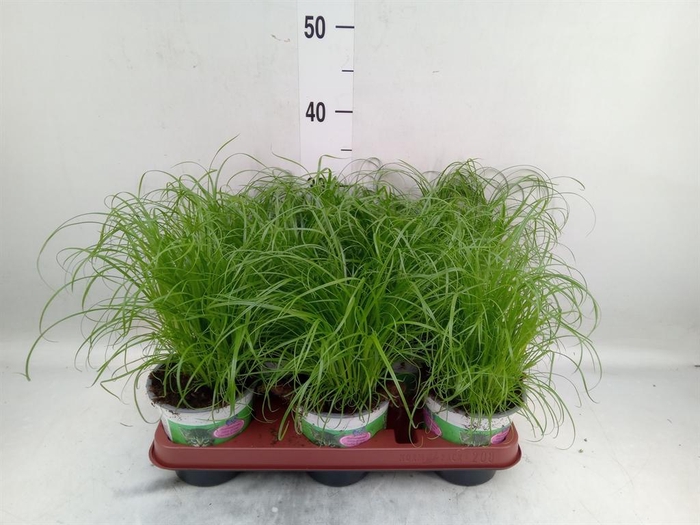 <h4>Cyperus alternifolius 'Zumula'</h4>