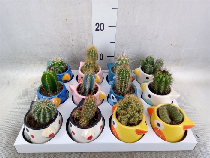<h4>Cactus   ...</h4>