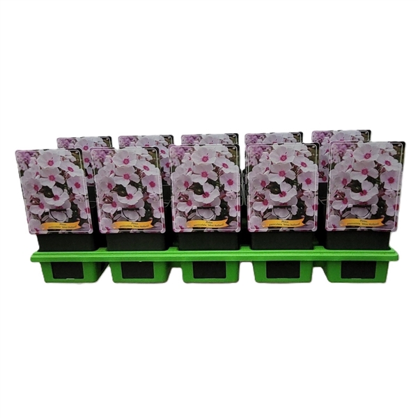 <h4>Phlox Paniculata Grp 'Miss Holland' P11</h4>