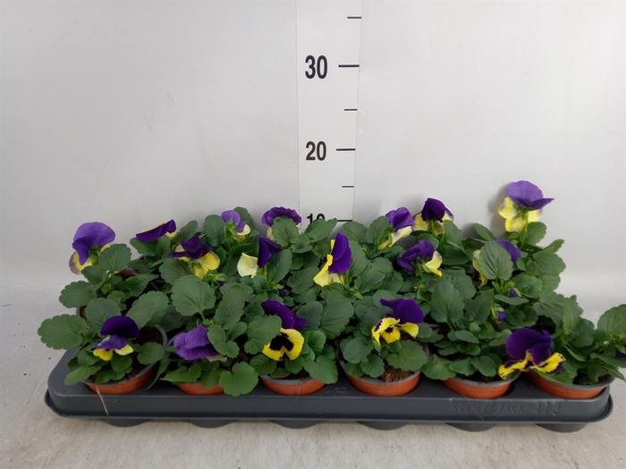 <h4>Viola wr. 'Delta White wBlotch'</h4>