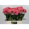 Dahlia Pink Runner