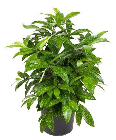 <h4>Dra Surculosa</h4>