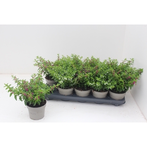 CUPH HYSSOPIFOLIA