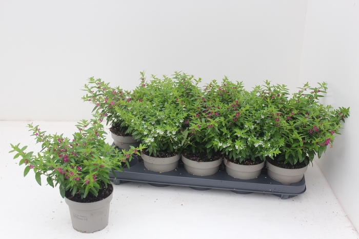 <h4>CUPH HYSSOPIFOLIA</h4>