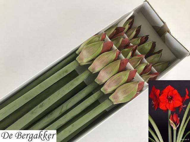 <h4>HIPP GA RED LION</h4>