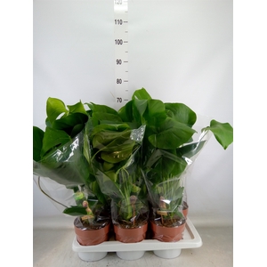 Monstera delic.