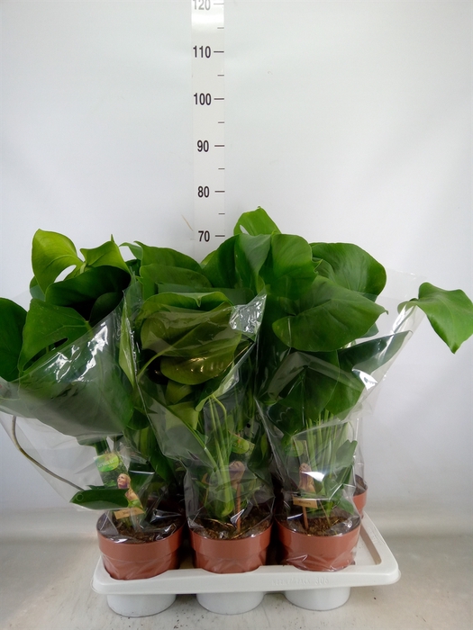 <h4>Monstera delic.</h4>