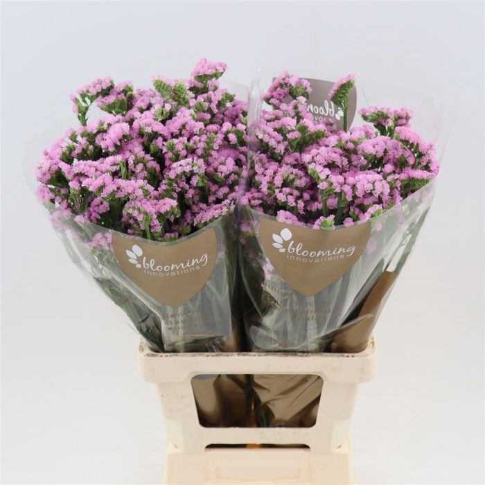 <h4>Statice Lucia Pink</h4>