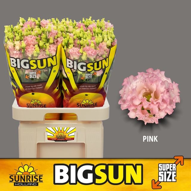 <h4>Lisianthus do big sun pink</h4>