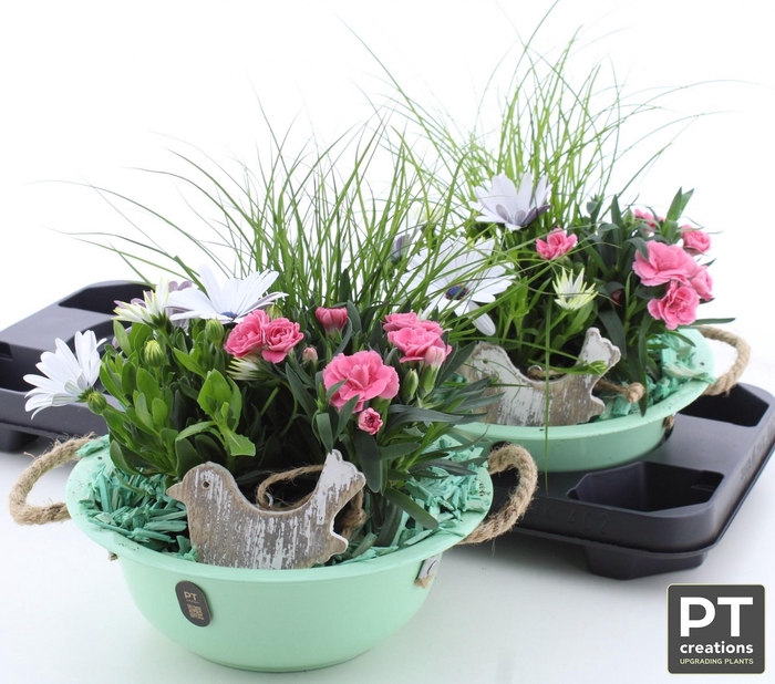 <h4>ARR TUINPLANTEN</h4>
