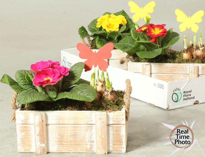 <h4>ARR TUINPLANTEN</h4>