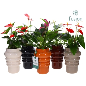 Keramiek pot met Anthurium