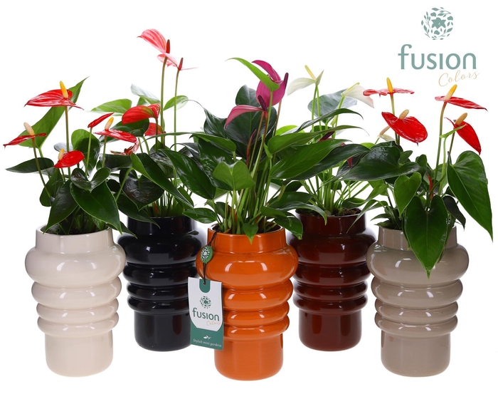 <h4>Keramiek pot met Anthurium</h4>