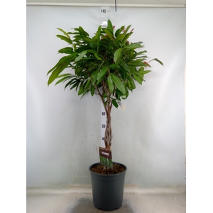 Ficus binn. 'Amstel King'