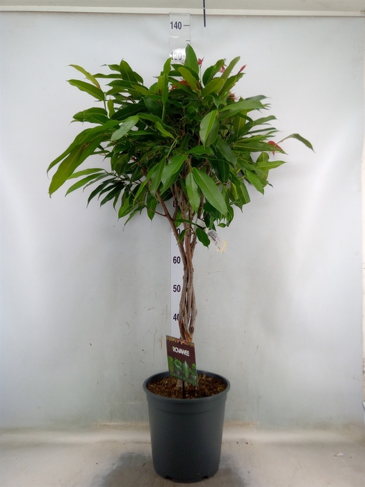 <h4>Ficus binn. 'Amstel King'</h4>