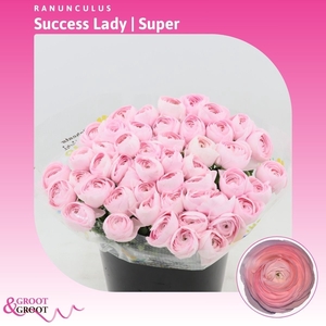 Ranunculus Success Lady | Extra