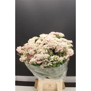 Ozo Rice Flower Wit-rose