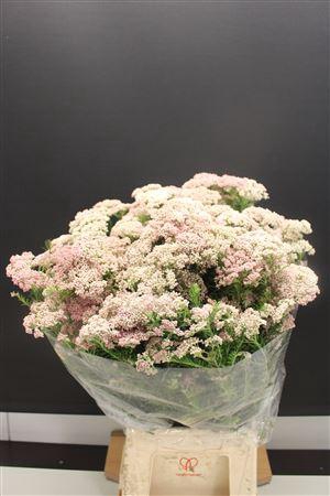 <h4>Ozo Rice Flower Wit-rose</h4>