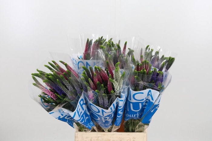 <h4>Veron Smart Col Gem</h4>