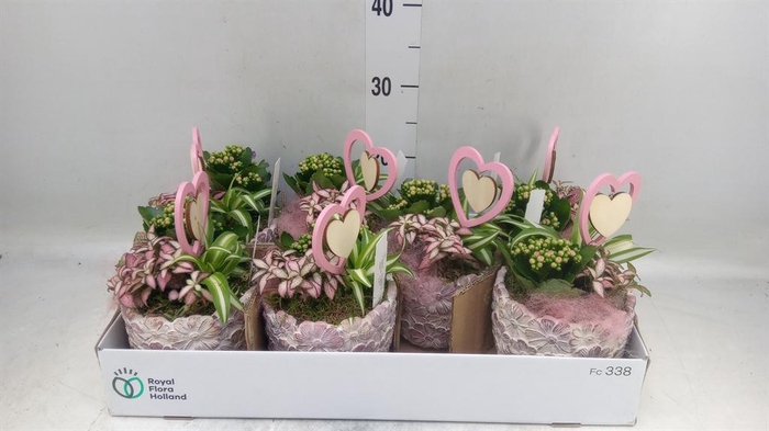 <h4>Arr.    Planten  L%</h4>