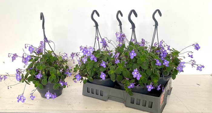 <h4>STREPTOCARP SAXORUM</h4>