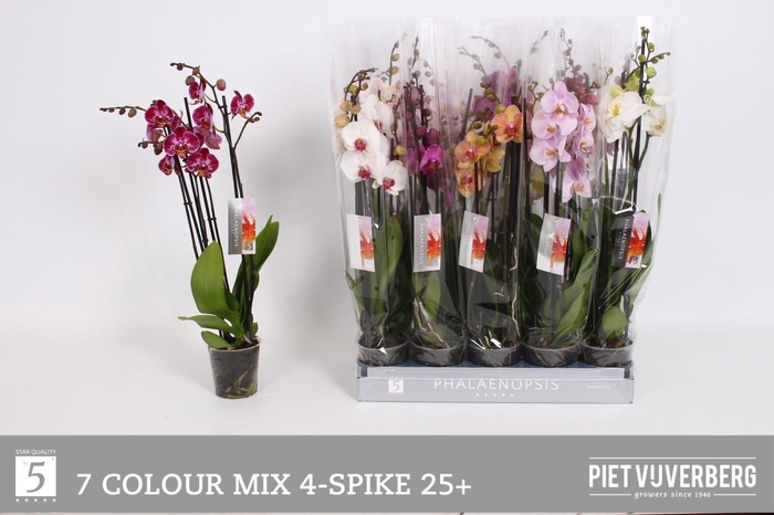 <h4>PHAL GEM 7 KL</h4>