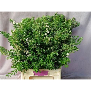Spiraea Nip Snowmound